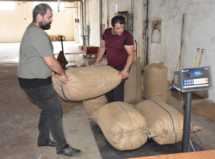 TMO, Giresun'da fındık alımlarına başladı G2