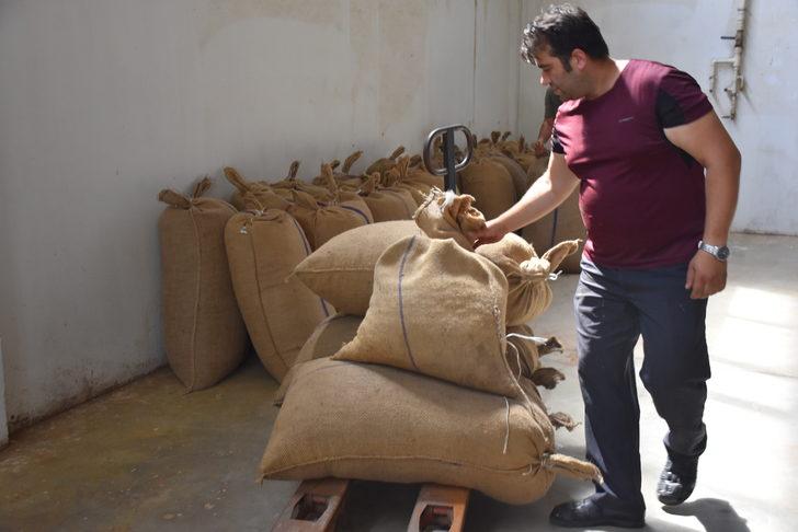 TMO, Giresun'da fındık alımlarına başladı G3