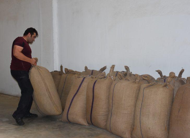 TMO, Giresun'da fındık alımlarına başladı G4