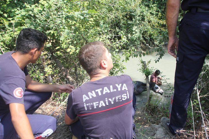 Antalya'da dereye düşen atı, itfaiye ekipleri kurtardı G2