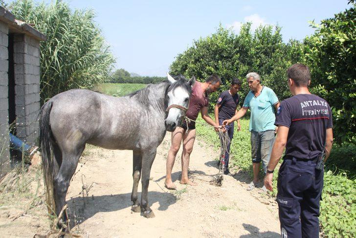 Antalya'da dereye düşen atı, itfaiye ekipleri kurtardı G3
