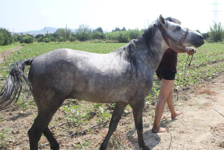 Antalya'da dereye düşen atı, itfaiye ekipleri kurtardı G4