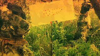 Son dakika | Havrita Başıboş Köpek Haritası'nın sahibinden flaş karar: Katliam yapabileceklerini düşündüm