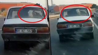 Trafikte gören gözlerine inanamadı! Şaşkına çeviren 'buzağı' görüntüleri anbean görüntülendi