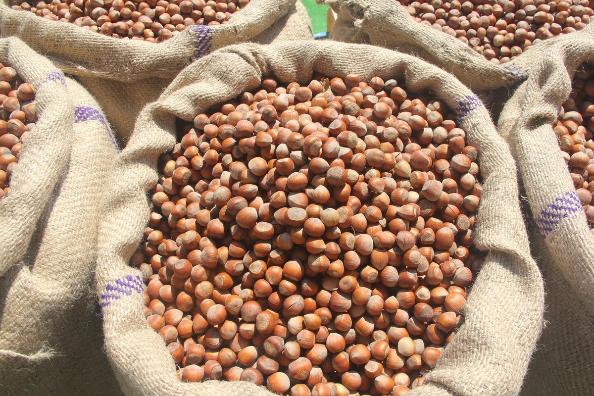 Samsun'da TMO fındık alımlarına başladı