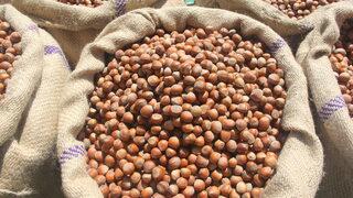 Samsun'da TMO fındık alımlarına başladı