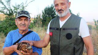 Amasya'da yaralı şahin tedavi altına alındı