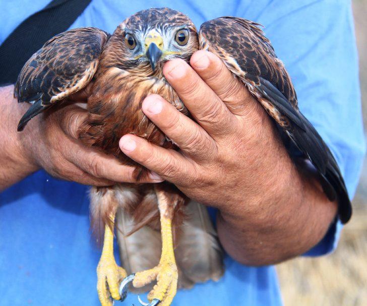 Amasya'da yaralı şahin tedavi altına alındı G2