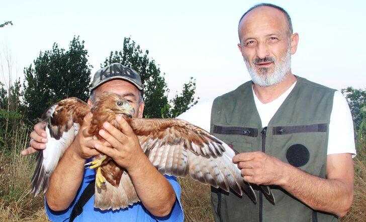 Amasya'da yaralı şahin tedavi altına alındı G3