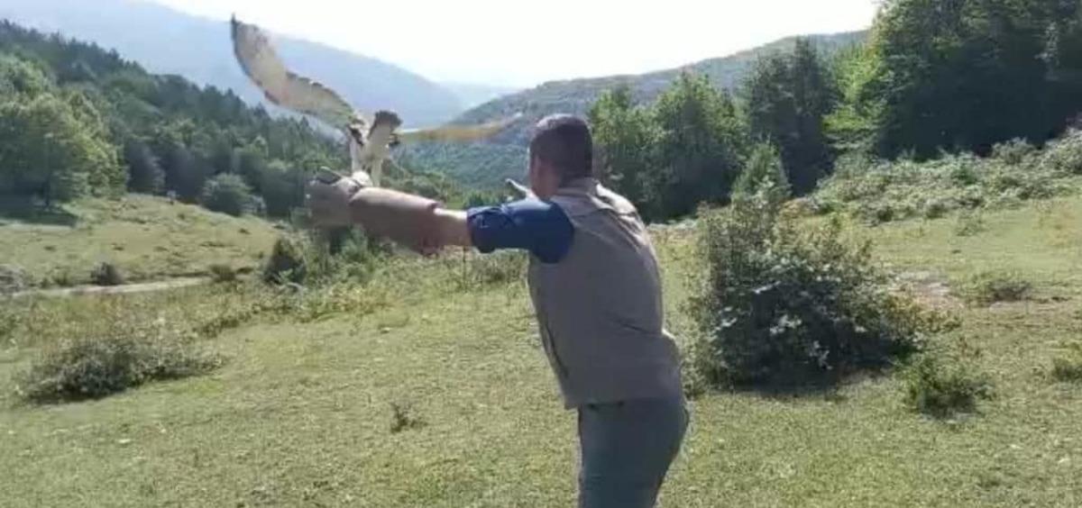Avladığı yılanı b&uuml;t&uuml;n yutarak boğulma tehlikesi ge&ccedil;iren kartalın tedavisi tamamlandı