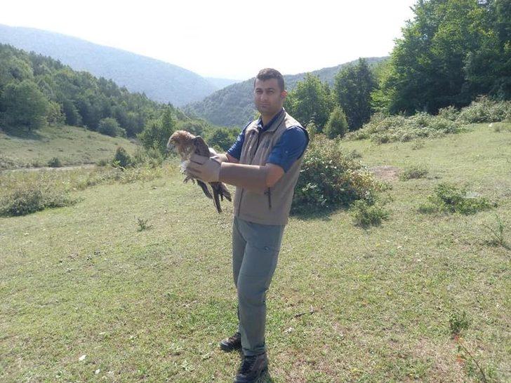 Avladığı yılanı bütün yutarak boğulma tehlikesi geçiren kartalın tedavisi tamamlandı G3