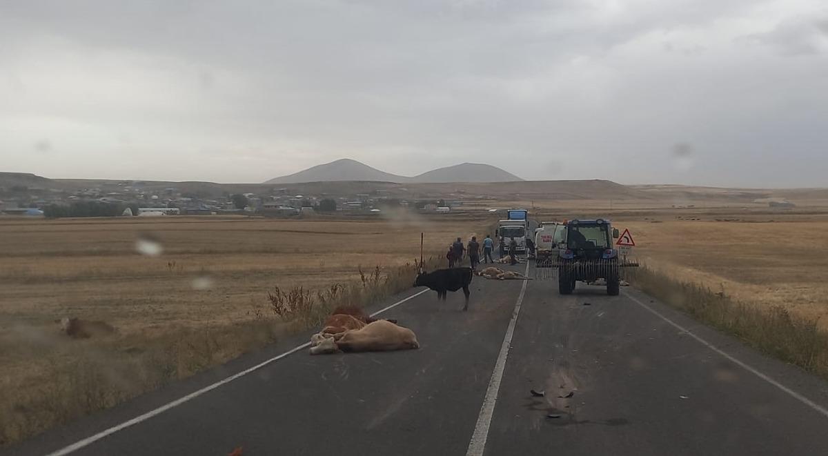 Kars'ta su tankerinin s&uuml;r&uuml;ye &ccedil;arptığı kazada 3 kişi yaralandı, 17 b&uuml;y&uuml;kbaş hayvan telef oldu
