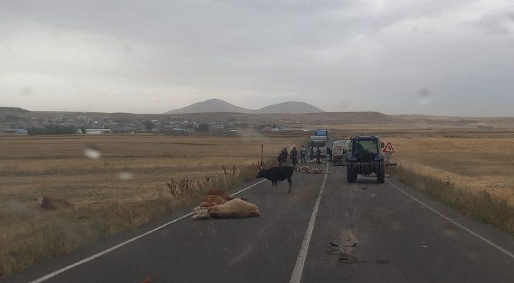 Kars'ta su tankerinin sürüye çarptığı kazada 3 kişi yaralandı, 17 büyükbaş hayvan telef oldu G1