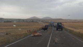 Kars'ta su tankerinin sürüye çarptığı kazada 3 kişi yaralandı, 17 büyükbaş hayvan telef oldu