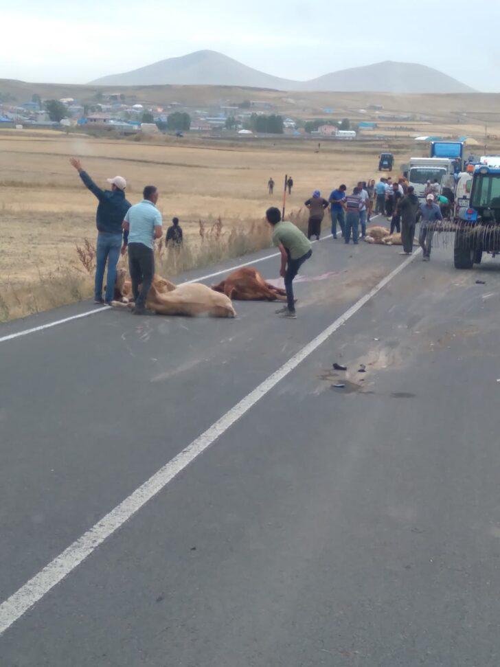 Kars'ta su tankerinin sürüye çarptığı kazada 3 kişi yaralandı, 17 büyükbaş hayvan telef oldu G2