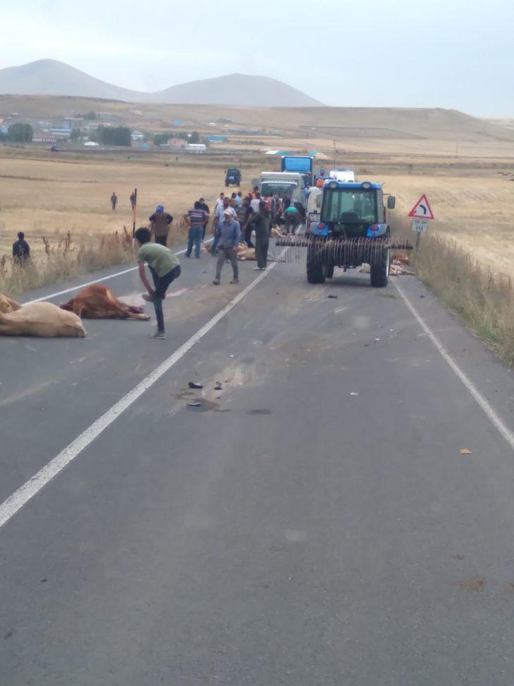 Kars'ta su tankerinin sürüye çarptığı kazada 3 kişi yaralandı, 17 büyükbaş hayvan telef oldu G3
