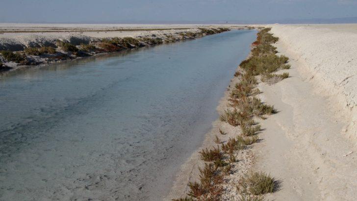 Tuz Gölü'ndeki yavru flamingolar için yapılan çalışmalar devam ediyor G4