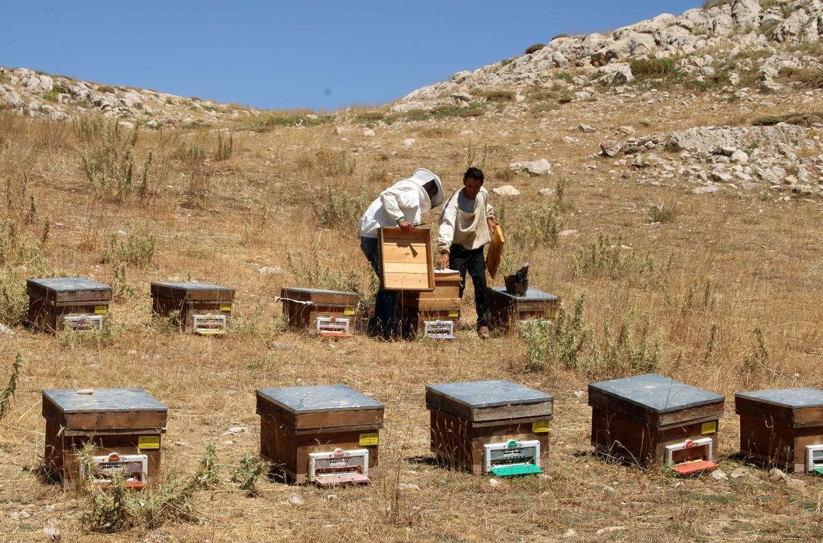 Toros Dağları'nda &ouml;d&uuml;ll&uuml; Eğri&ccedil;ayır balının sağımına başlandı