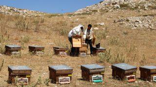 Toros Dağları'nda ödüllü Eğriçayır balının sağımına başlandı