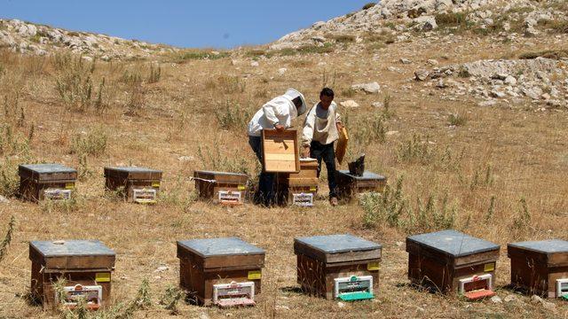 Toros Dağları'nda ödüllü Eğriçayır balının sağımına başlandı