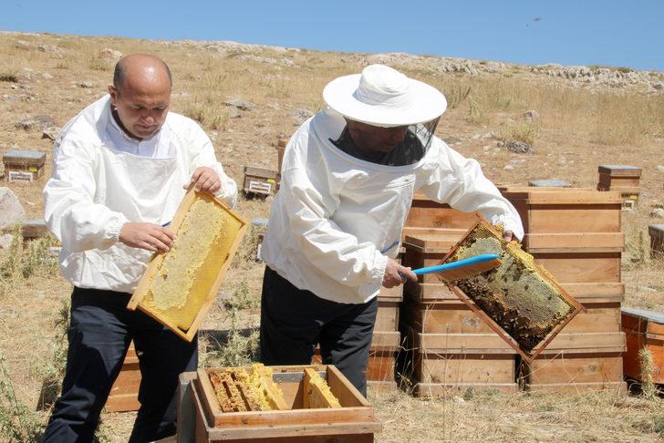 Toros Dağları'nda ödüllü Eğriçayır balının sağımına başlandı G3