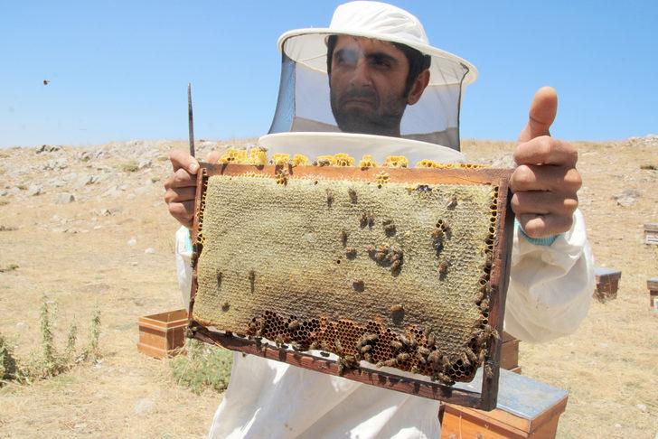 Toros Dağları'nda ödüllü Eğriçayır balının sağımına başlandı G4