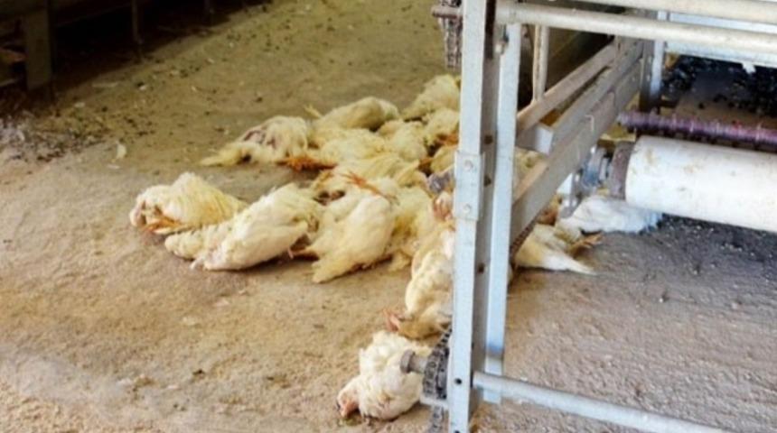 Bursa'da 100 bin tavuk itlaf edildi