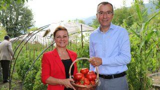 Safranbolu'nun coğrafi işaretli domatesi maniyenin hasadı başladı