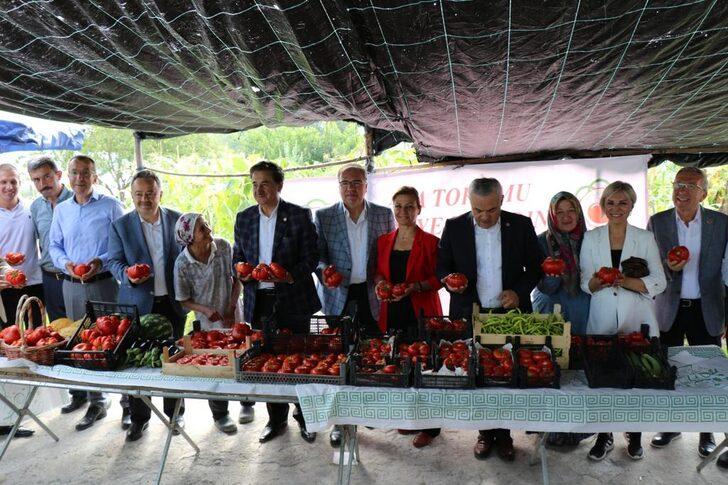 Safranbolu'nun coğrafi işaretli domatesi "maniye"nin hasadı başladı G2