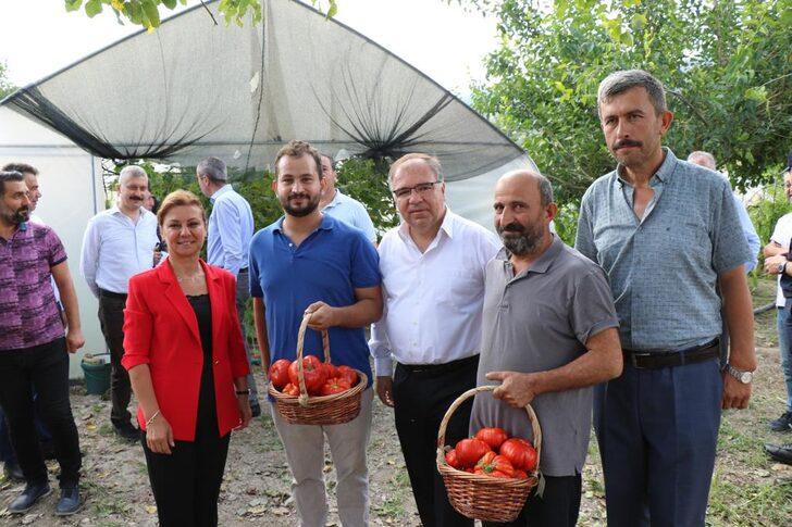 Safranbolu'nun coğrafi işaretli domatesi "maniye"nin hasadı başladı G4