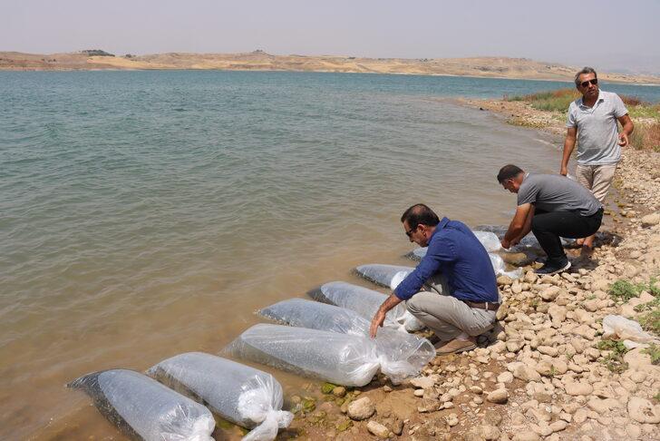 Atatürk Barajı'na 4 milyon balık yavrusu bırakıldı G5
