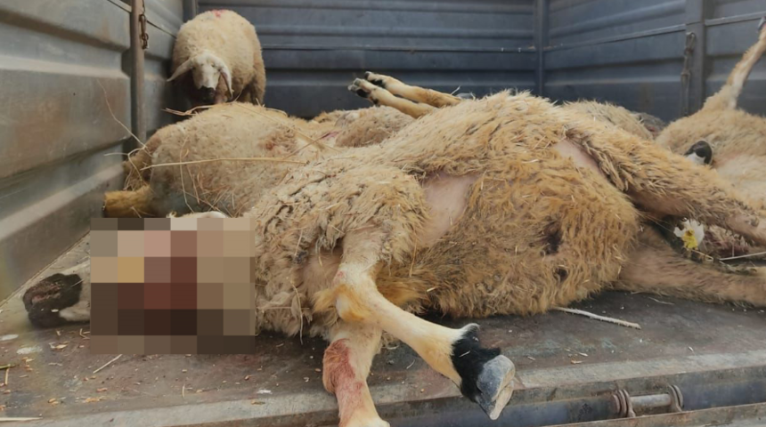 Sivas'taki bir köy diken üstünde! 'Çözüm bulunsun  yoksa bizi de yiyecekler'