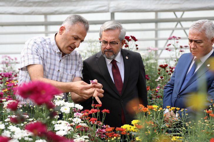 Ankara Üniversitesi Ziraat Fakültesinde yerli kasımpatı üretimine başlandı G1