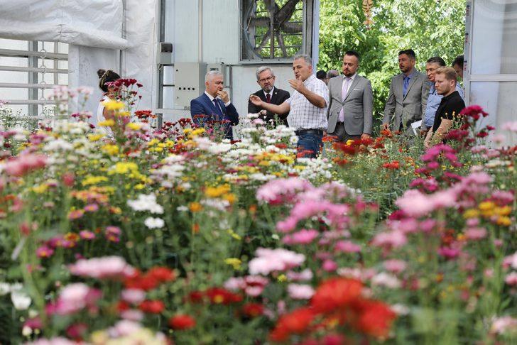Ankara Üniversitesi Ziraat Fakültesinde yerli kasımpatı üretimine başlandı G2