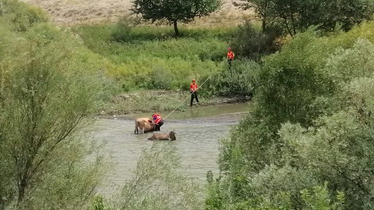 Erzincan'da nehirdeki çamura batan iki ineği AFAD kurtardı G1