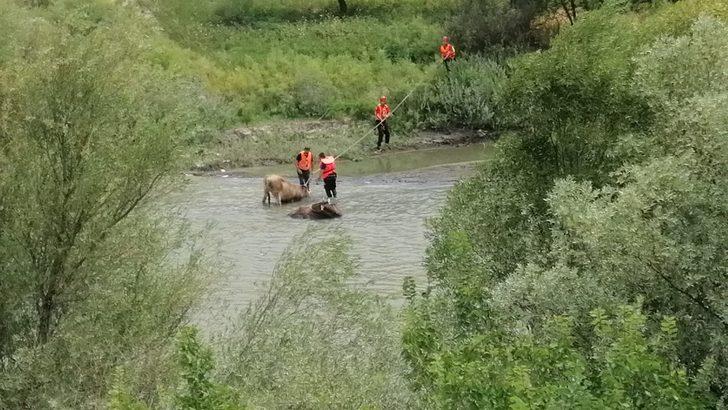 Erzincan'da nehirdeki çamura batan iki ineği AFAD kurtardı G3