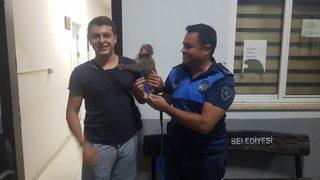 Marmaris'te bulunan makak cinsi maymun korumaya alındı