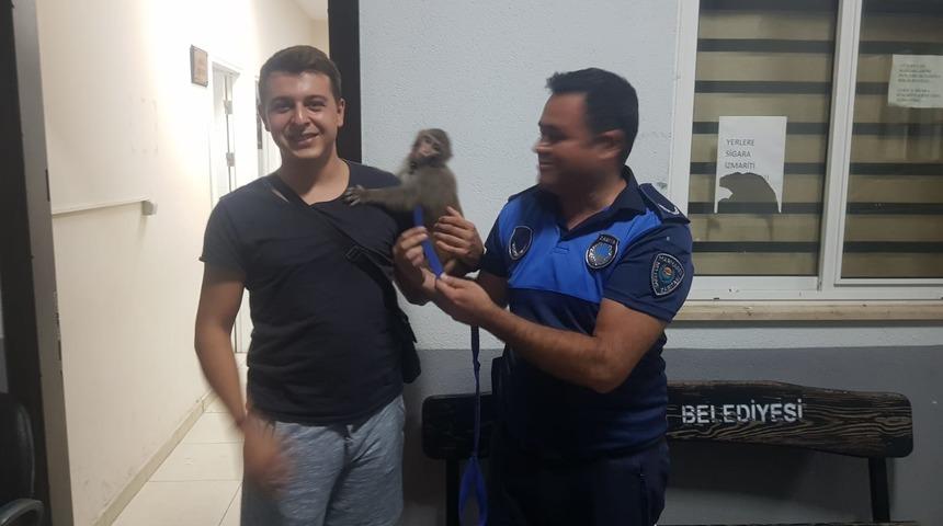 Marmaris'te bulunan makak cinsi maymun korumaya alındı