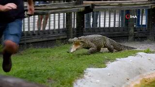 Timsahla karşı karşıya gelince nasıl kaçacağını şaşırdı