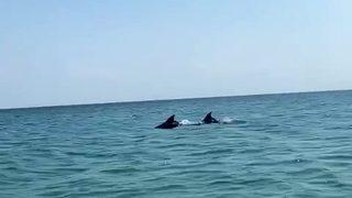 Bir anda ortaya çıkan yunuslar görsel şölen oluşturdu