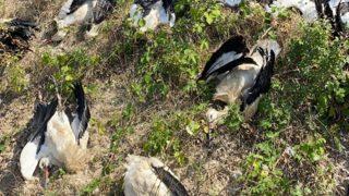 Göç yolunda yüzlerce leylek telef oldu! İsyan ettiren görüntü: Utanç verici