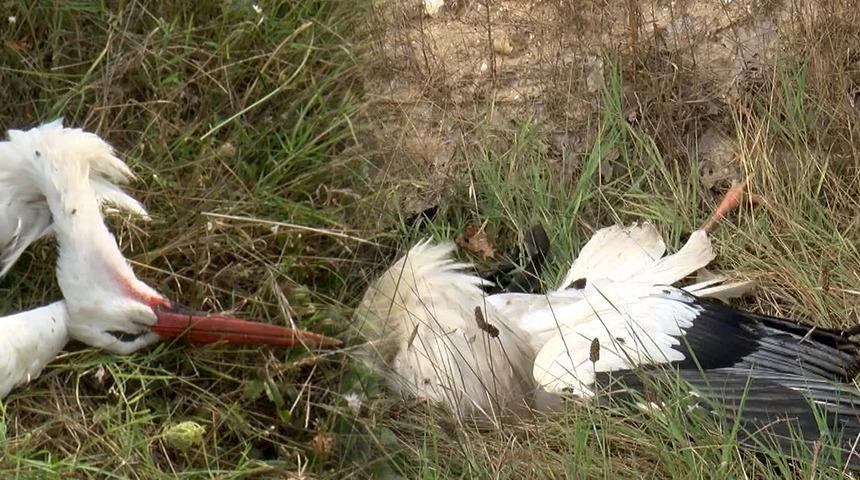 Yer: Silivri! Onlarcası öldü, mahalleli tepki gösterdi