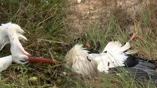 Yer: Silivri! Onlarcası öldü, mahalleli tepki gösterdi