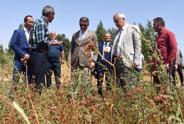 Erzurum'da ekimi yapılan karabuğdayın hasadına başlandı