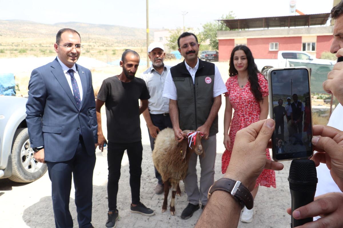 Siirt'te devletten hibe desteği alan gen&ccedil; &ccedil;ift&ccedil;ilere k&uuml;&ccedil;&uuml;kbaş hayvan dağıtıldı