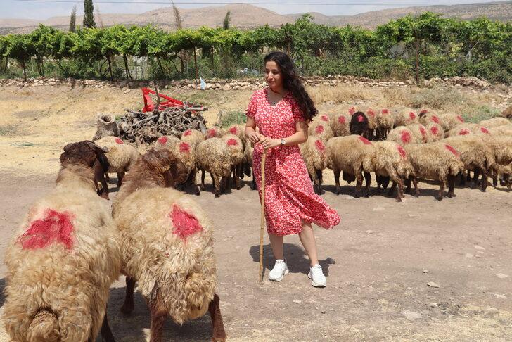 Siirt'te devletten hibe desteği alan genç çiftçilere küçükbaş hayvan dağıtıldı G4