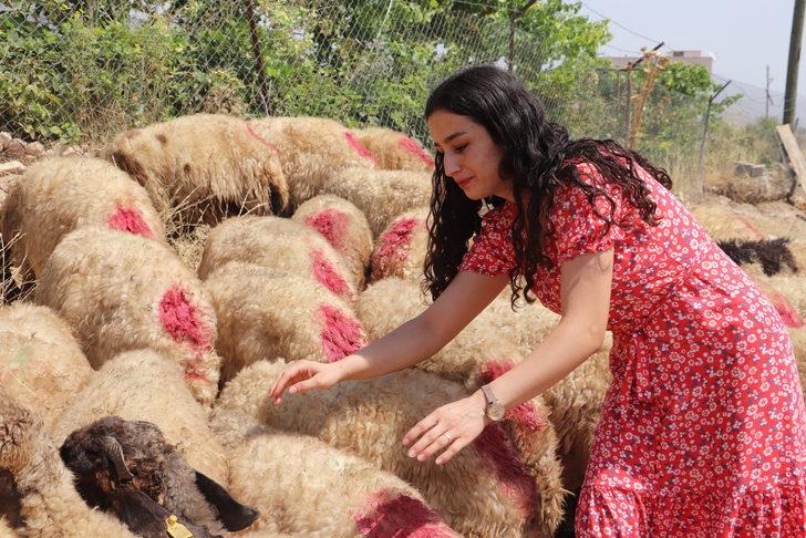 Siirt'te devletten hibe desteği alan genç çiftçilere küçükbaş hayvan dağıtıldı G5