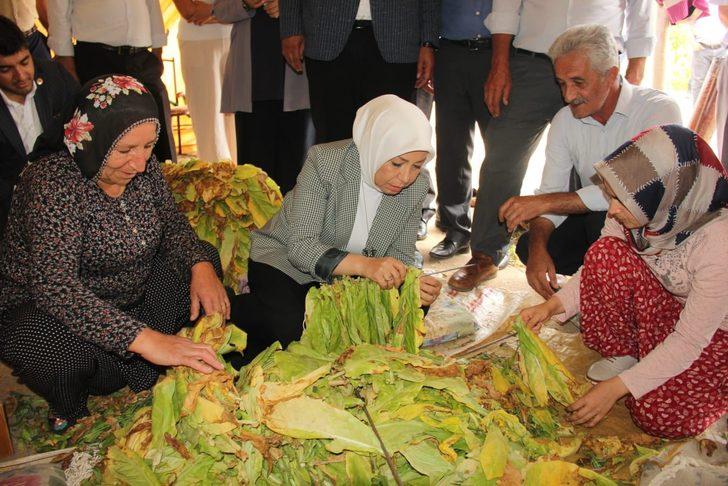 AK Parti'li Çalık dolu yağışından etkilenen tütün üreticileriyle buluştu G1