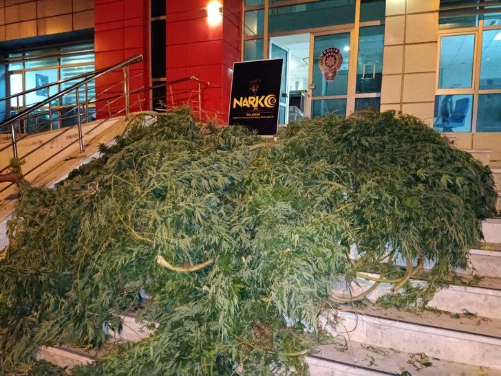 Muğla'da kenevir yetiştirmek için sera kurulan evde yakalanan 2 zanlıdan 1'i tutuklandı G1