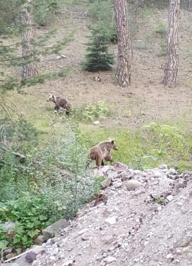 Bolu'da bozayı yavruları fotoğraflandı G2